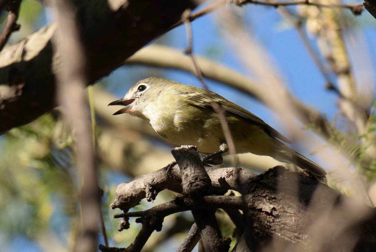 Cassin's Vireo (Cassin's) - ML611243058