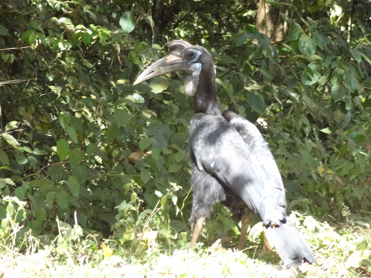 Abyssinian Ground-Hornbill - ML611243138