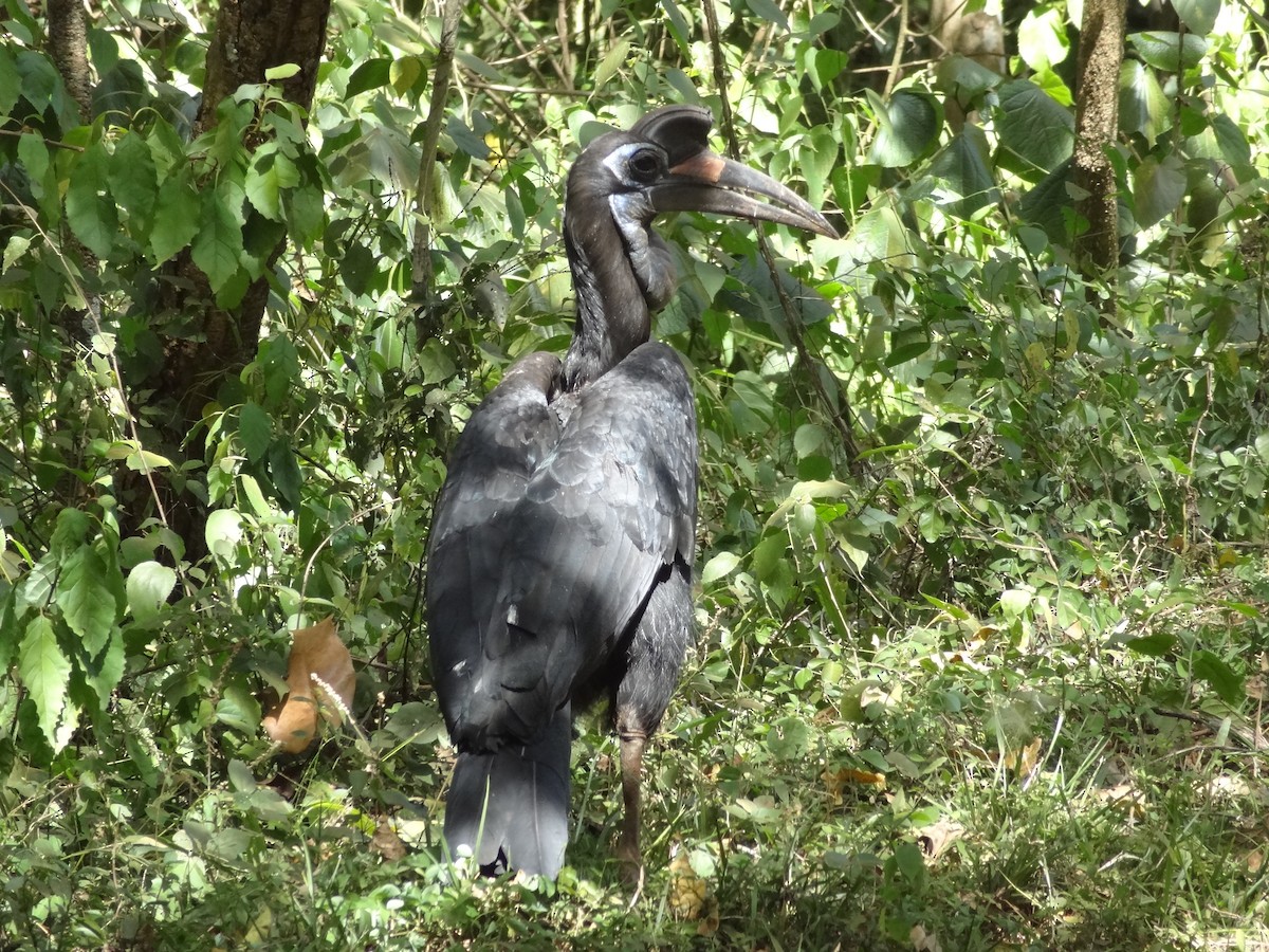 Abyssinian Ground-Hornbill - ML611243140