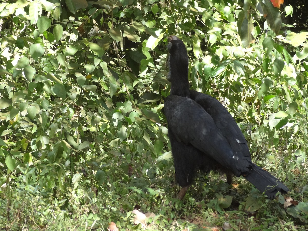 Abyssinian Ground-Hornbill - ML611243141