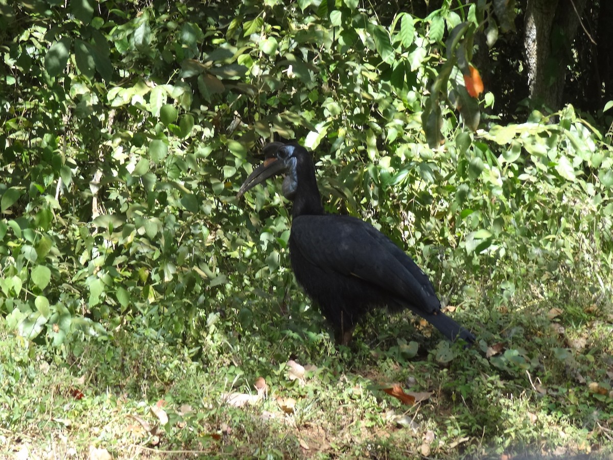 Abyssinian Ground-Hornbill - ML611243142