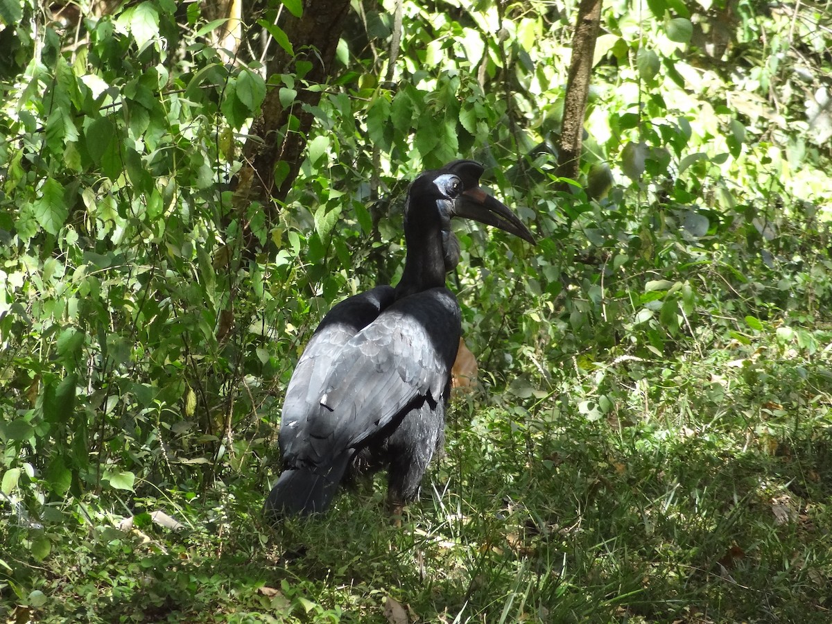 Abyssinian Ground-Hornbill - ML611243143