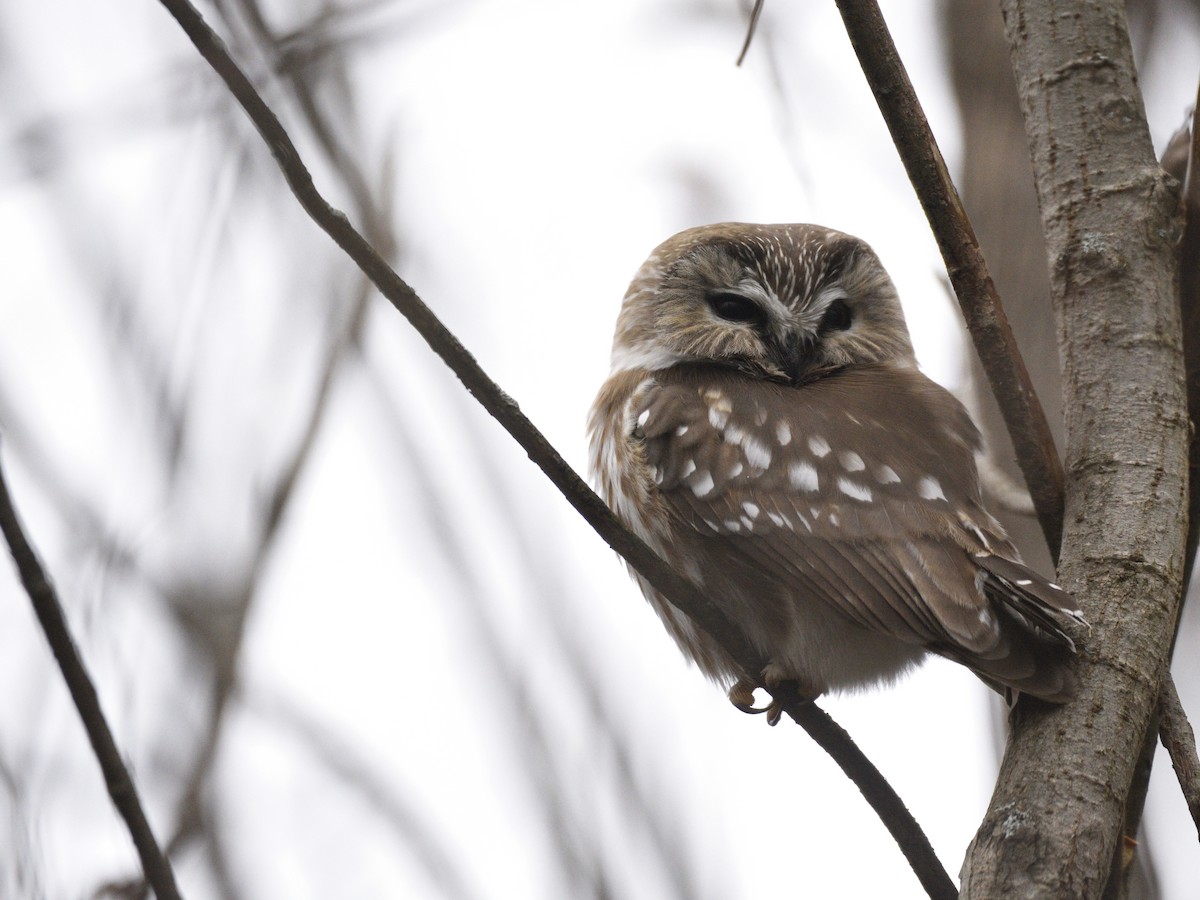 Northern Saw-whet Owl - ML611243185