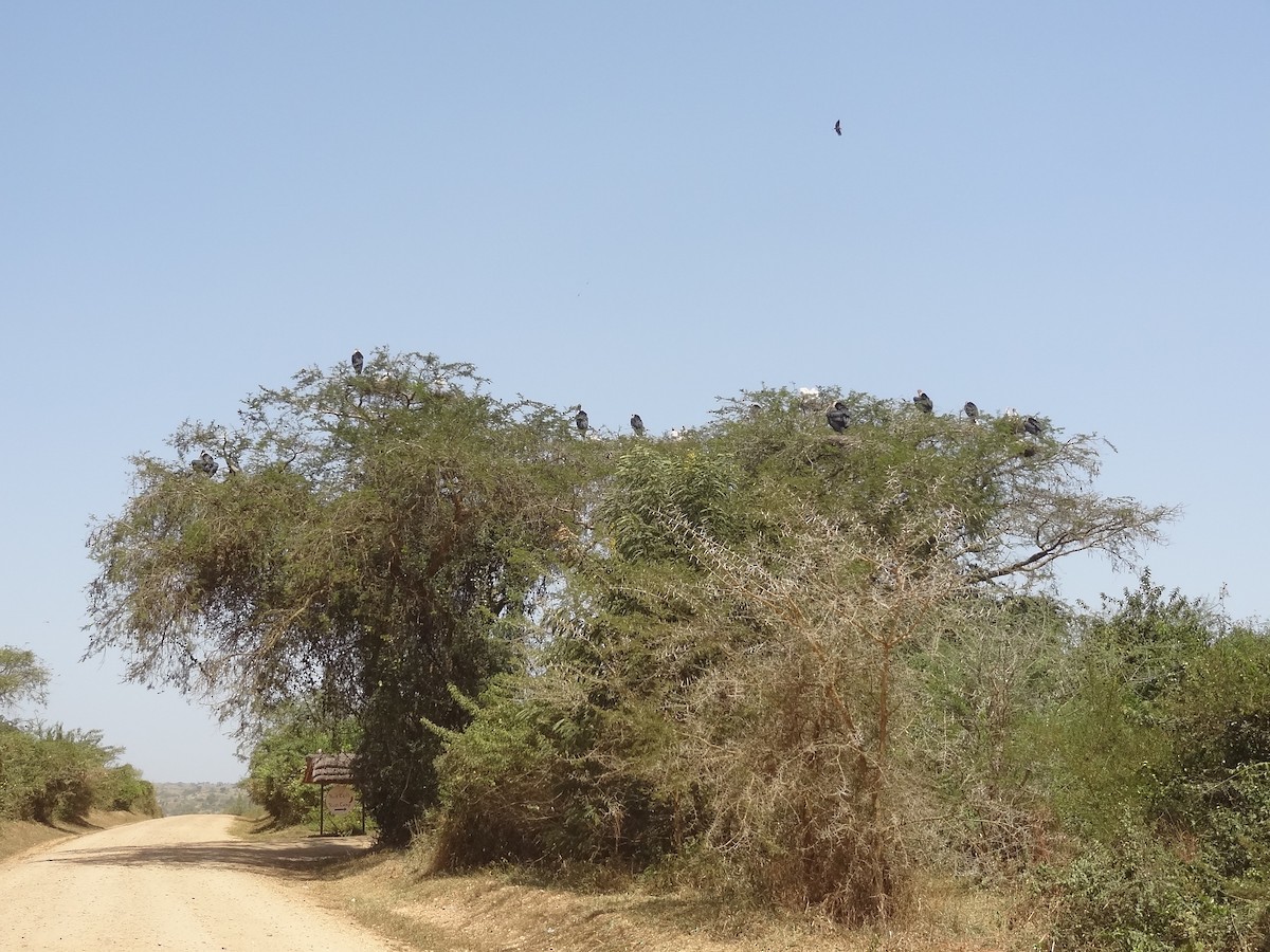 Marabou Stork - ML611243194