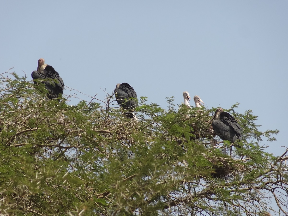 Marabou Stork - ML611243195