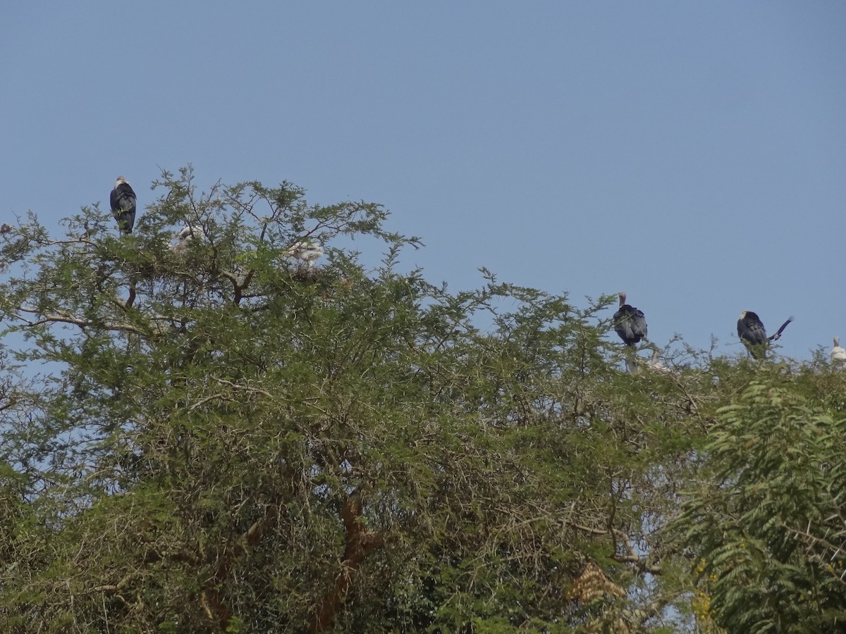 Marabou Stork - ML611243196