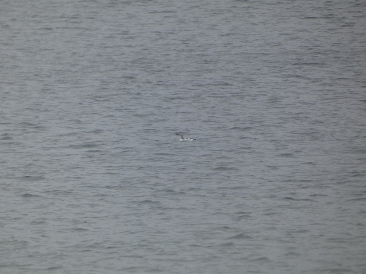 Black Guillemot - ML611243229