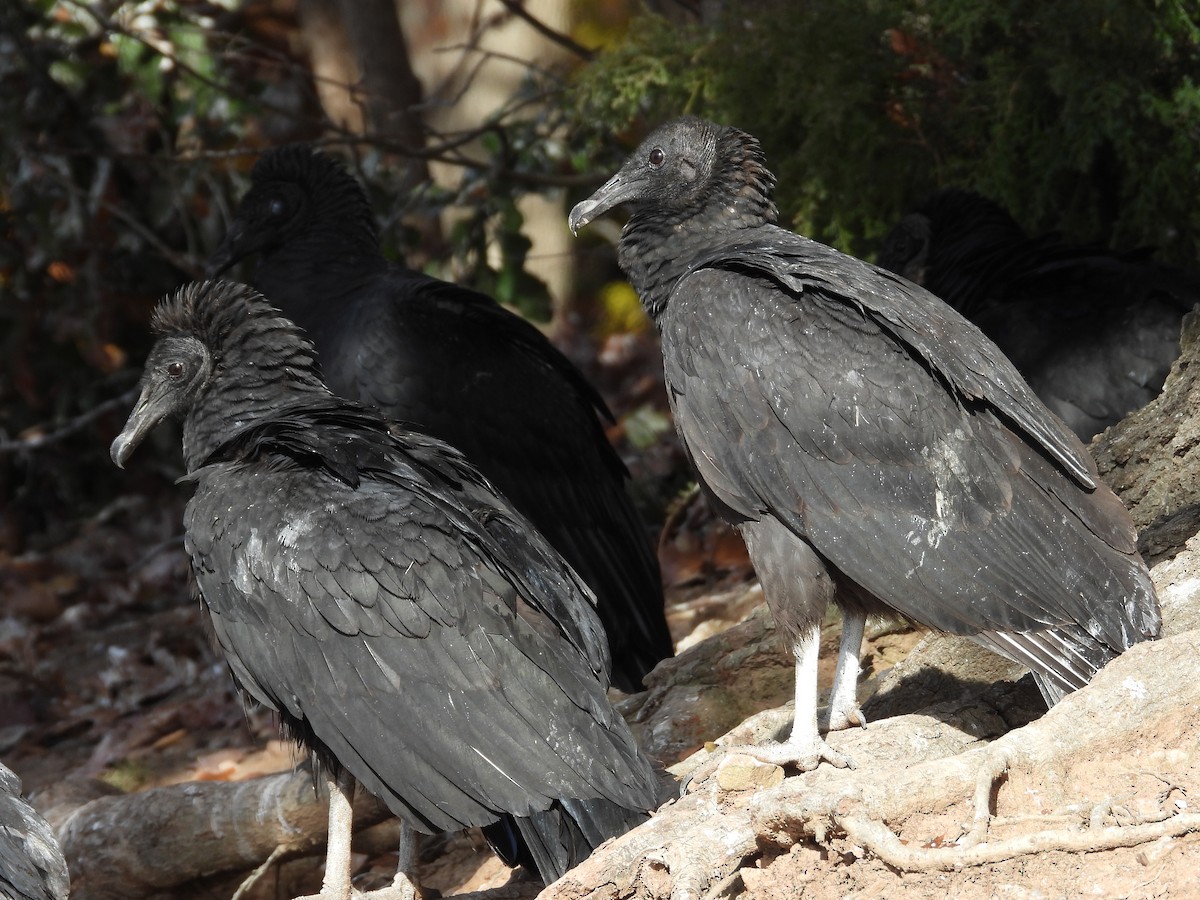 Black Vulture - ML611243297