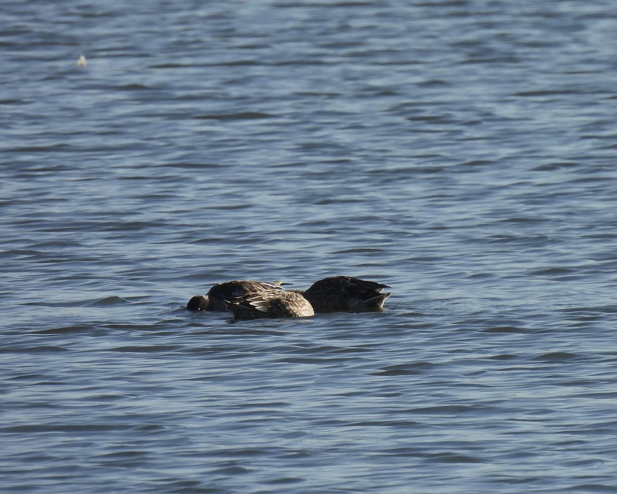 Green-winged Teal - ML611243354