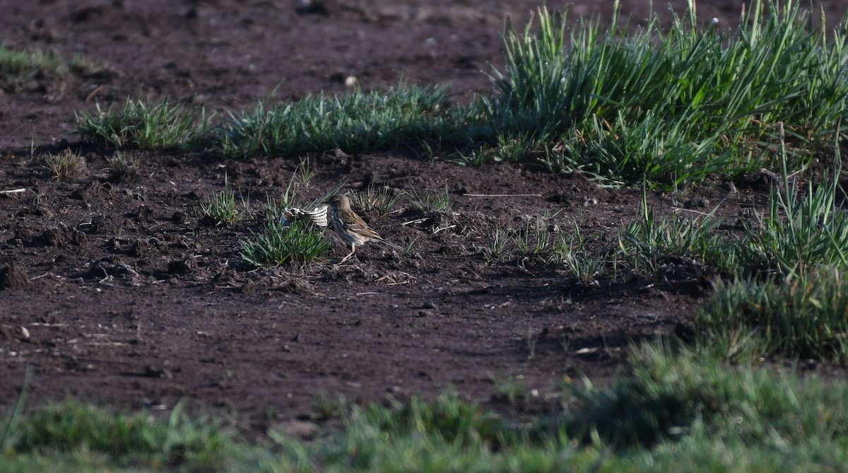 Meadow Pipit - ML611243373