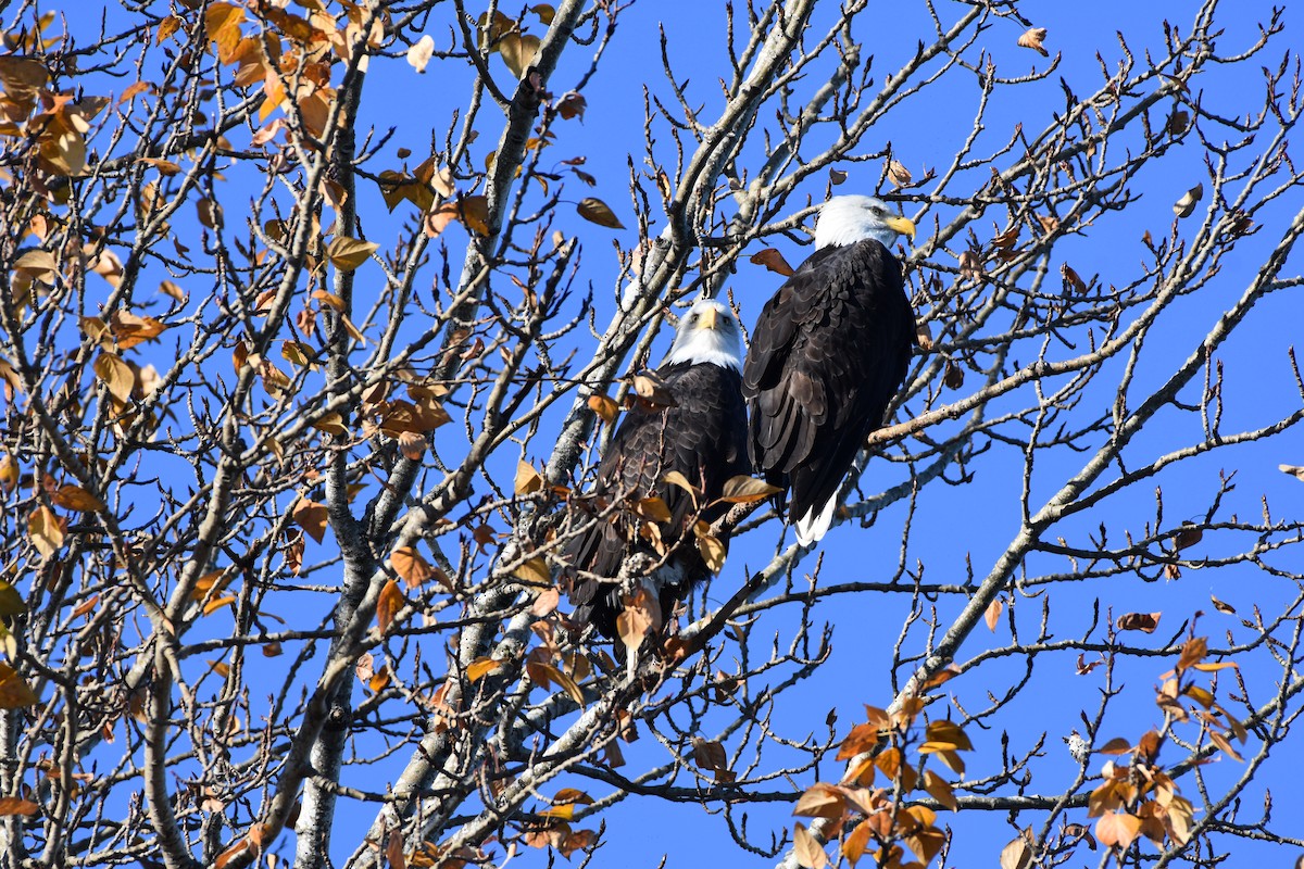 orel bělohlavý - ML611243385