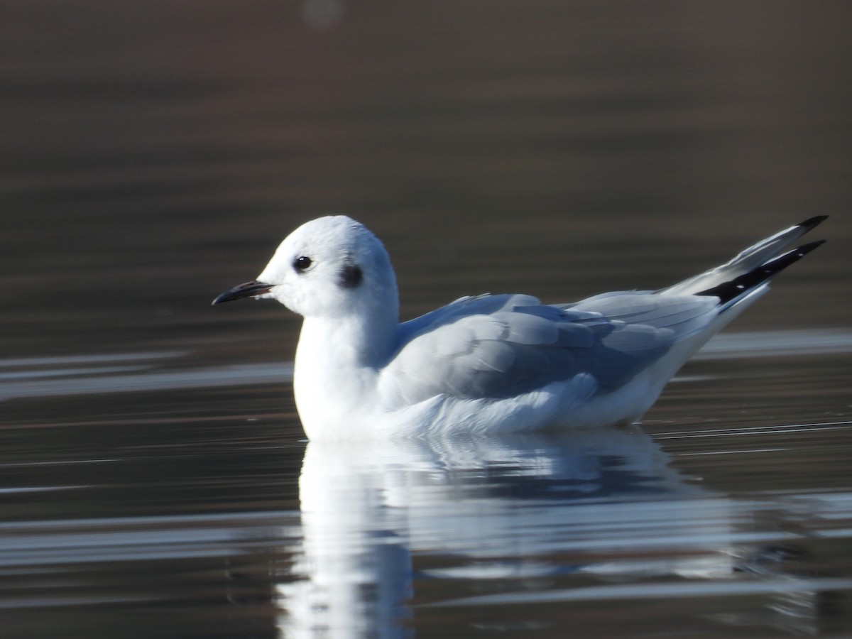 Bonaparte's Gull - ML611243395