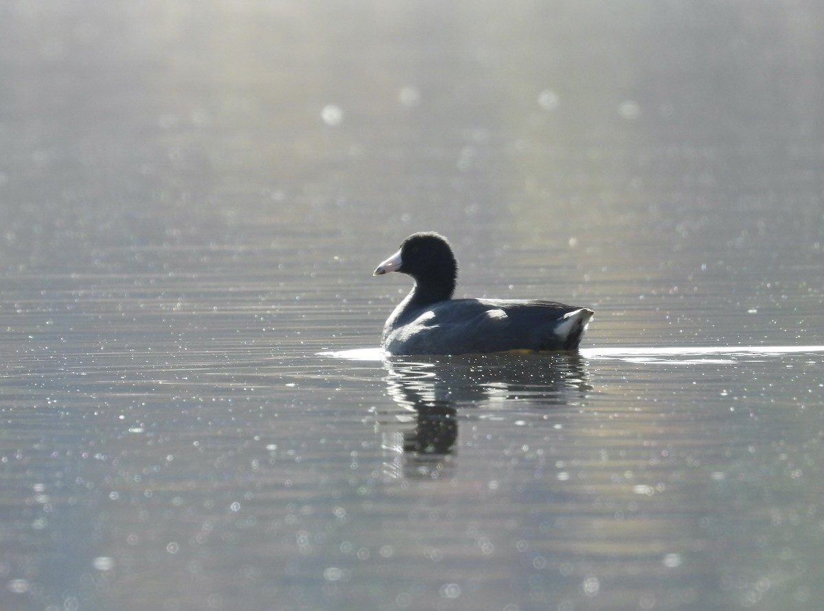 American Coot - ML611243427