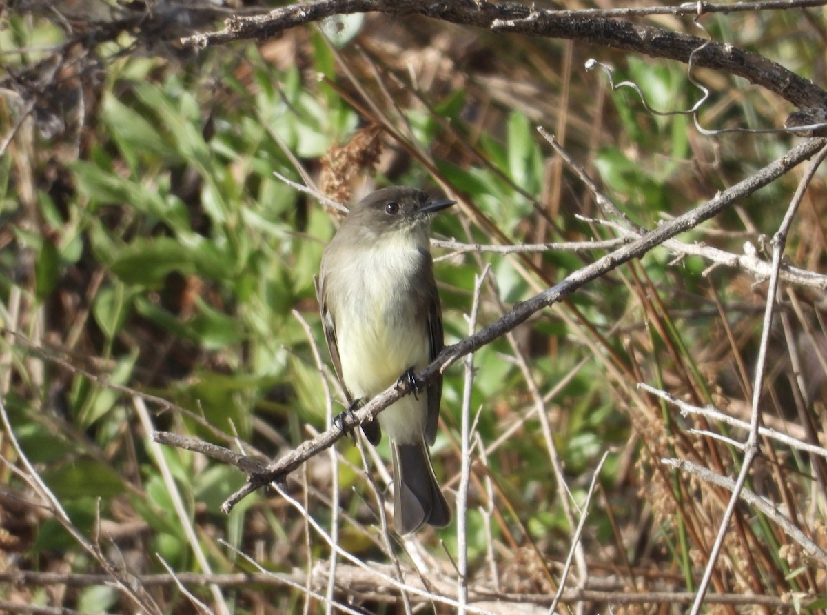 Eastern Phoebe - ML611243466