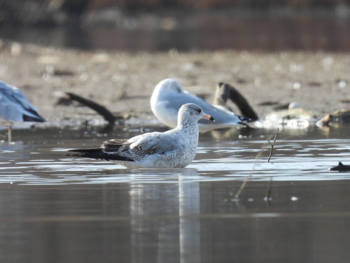 Ring-billed Gull - ML611243490