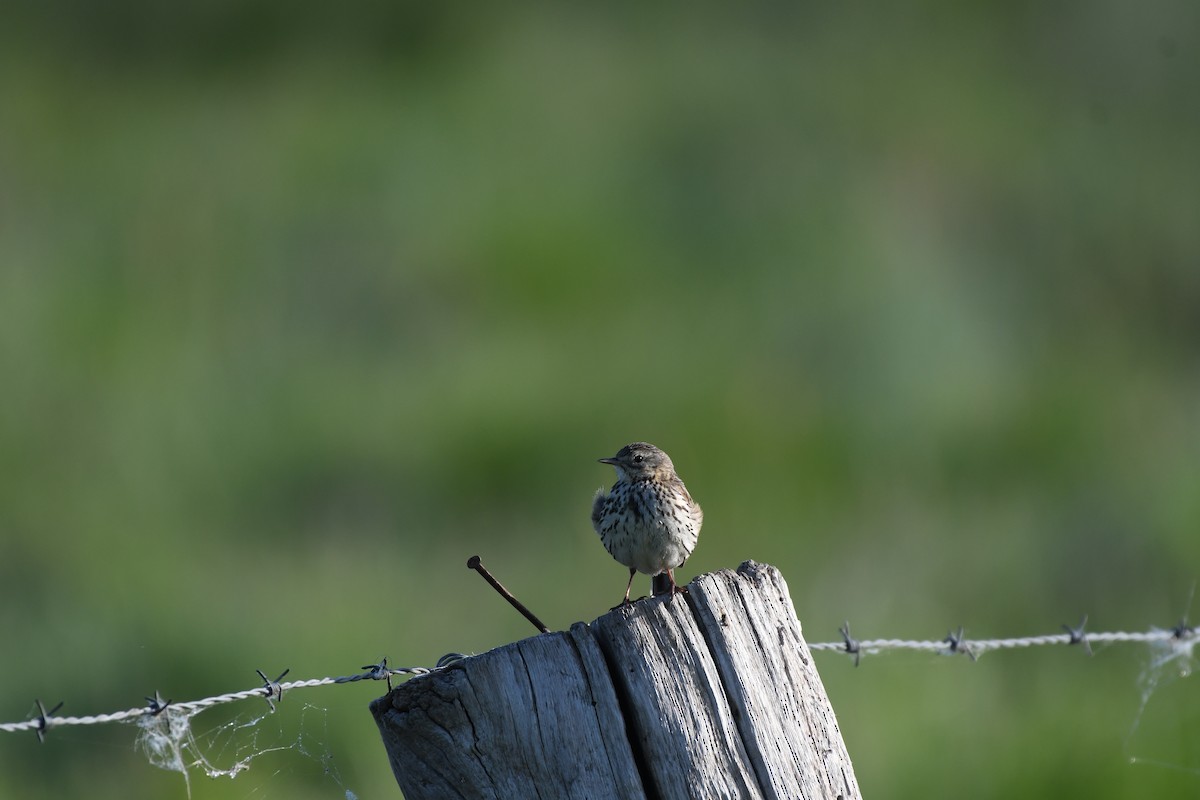 Tree Pipit - ML611243498