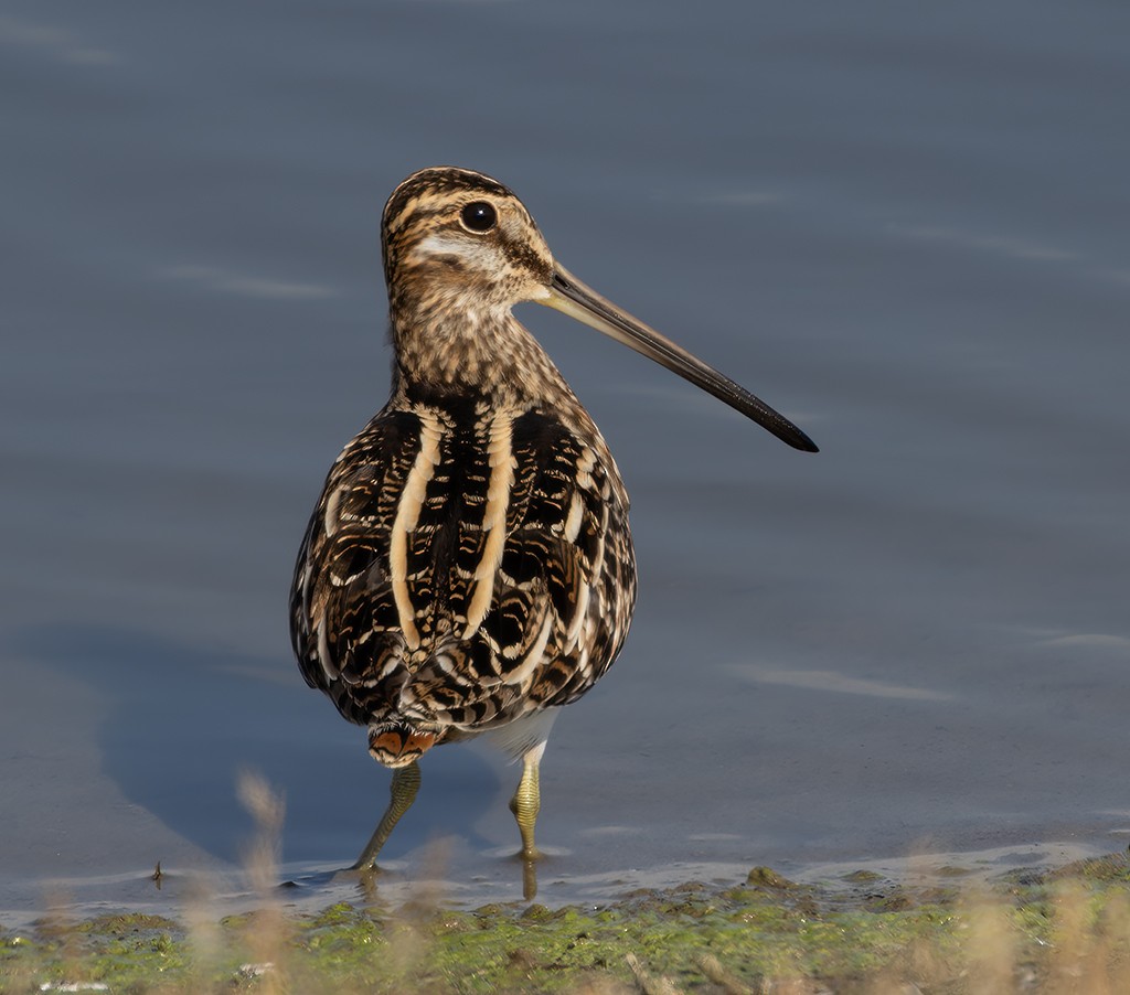 Wilson's Snipe - ML611243574