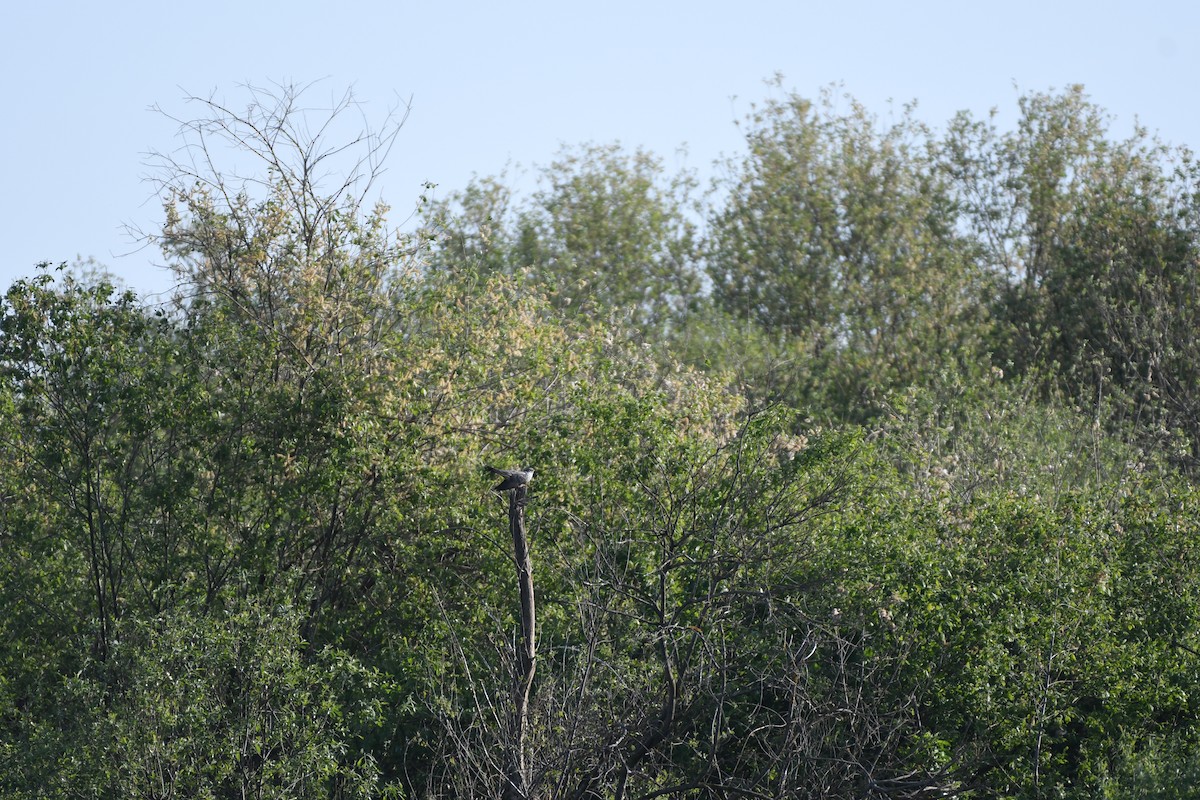 Common Cuckoo - ML611243616