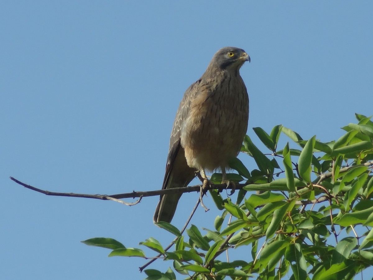 Grasshopper Buzzard - ML611243654