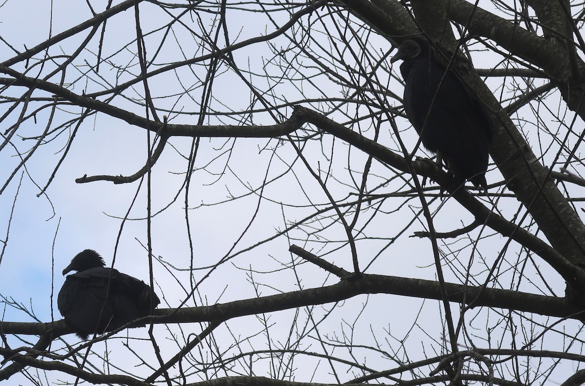 Black Vulture - ML611243692