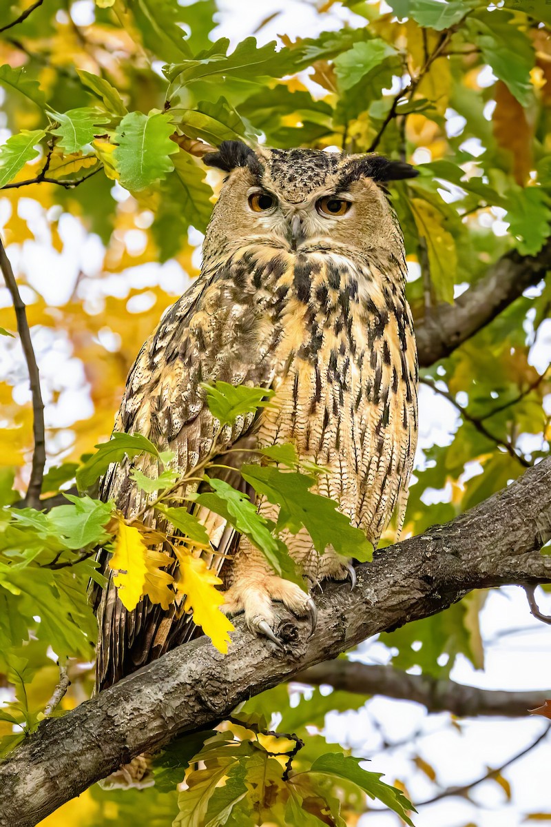 Eurasian Eagle-Owl - ML611243709