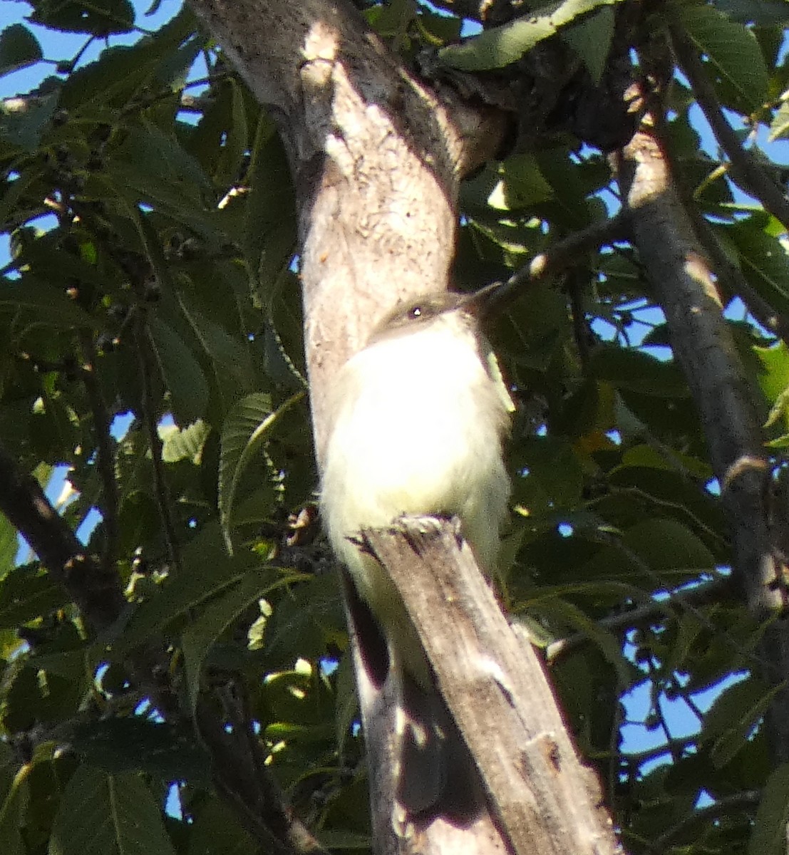 Eastern Phoebe - ML611243716