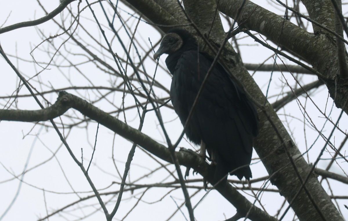 Black Vulture - ML611243717
