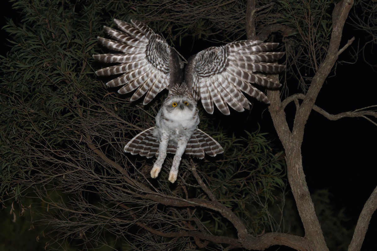 Powerful Owl - Adrian van der Stel