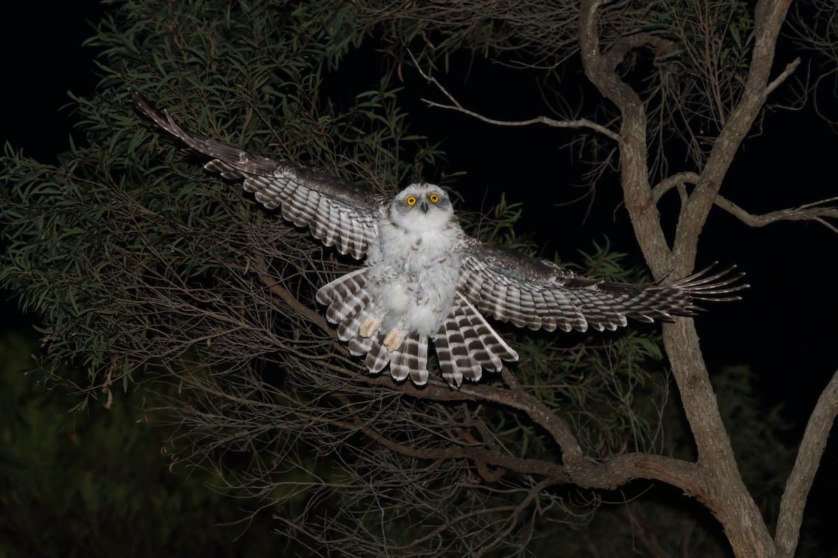 Powerful Owl - Adrian van der Stel