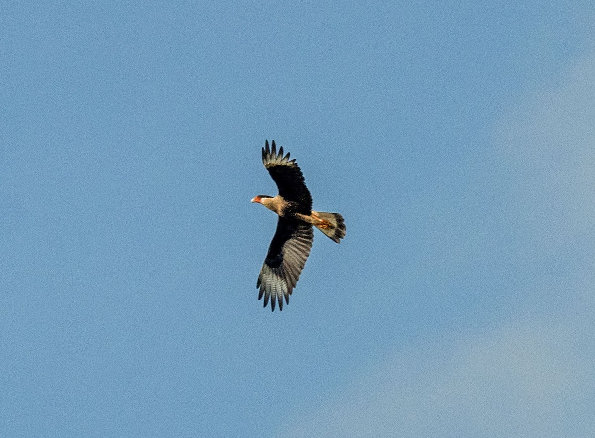 Caracara huppé - ML611243815