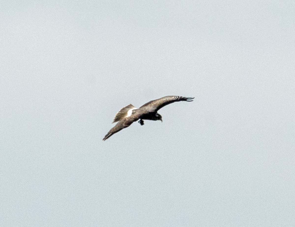 Snail Kite - Richard Thunen