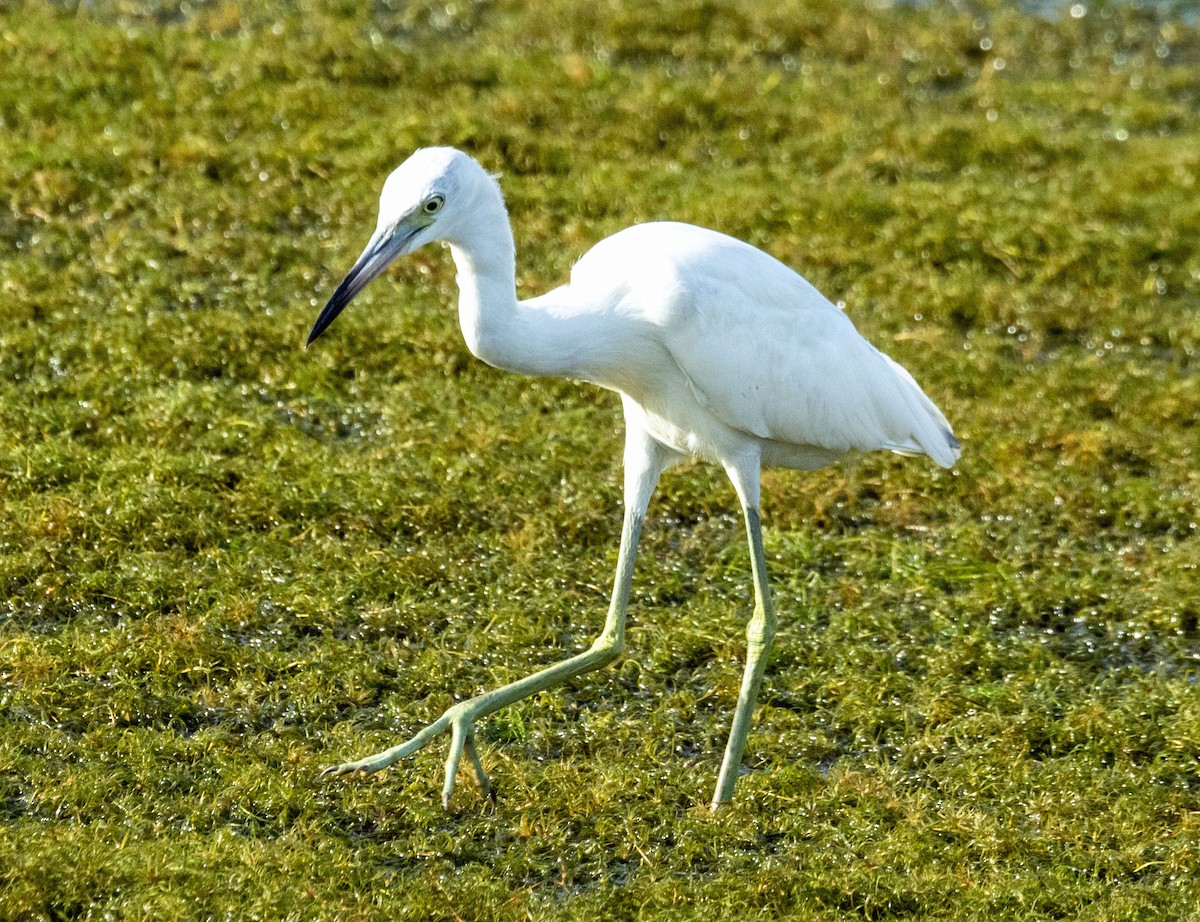 Little Blue Heron - ML611243835