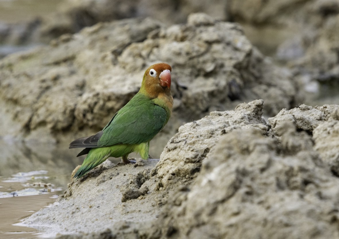 Lilian's Lovebird - Sergio Rivero Beneitez