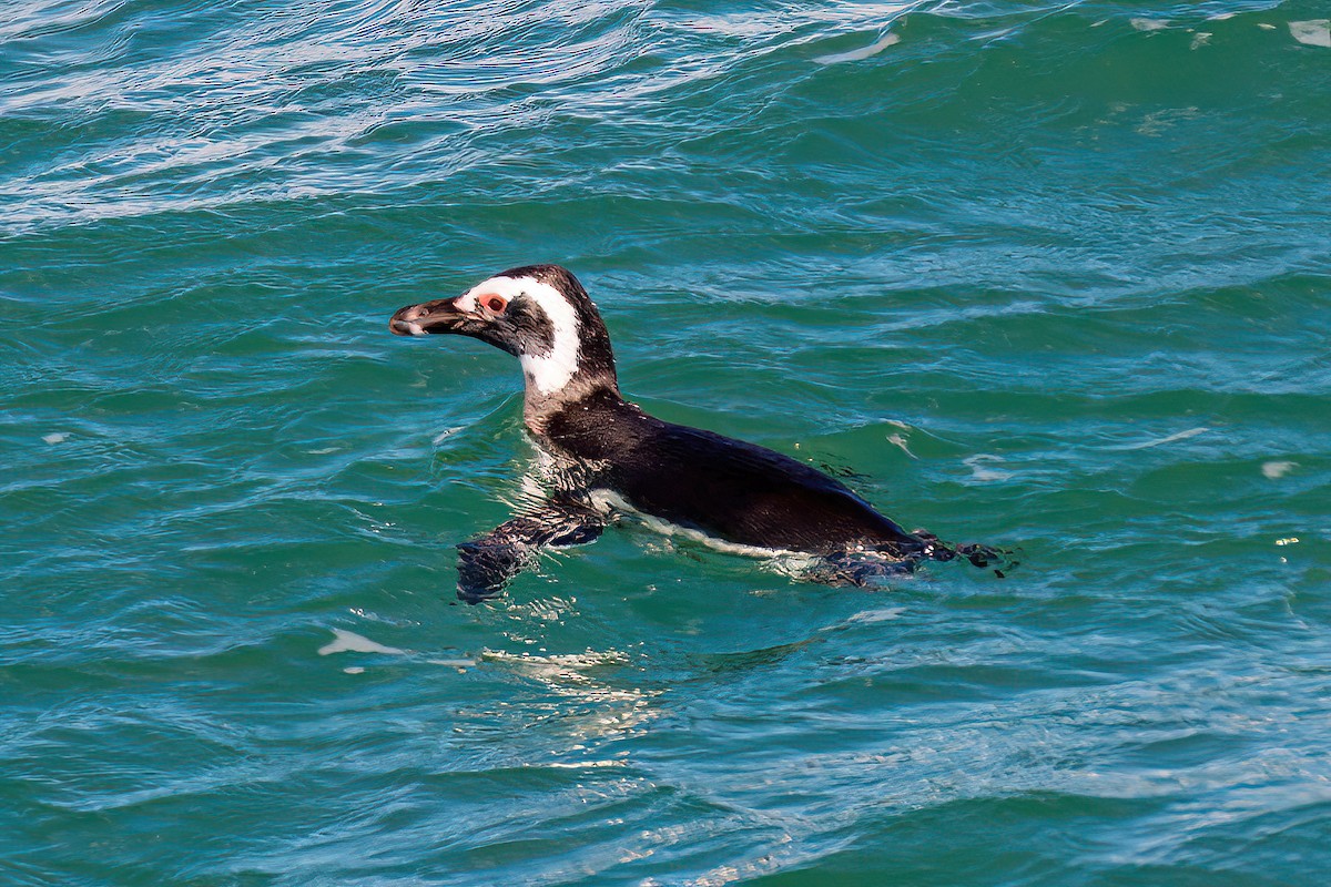 Pingüino Magallánico - ML611243964