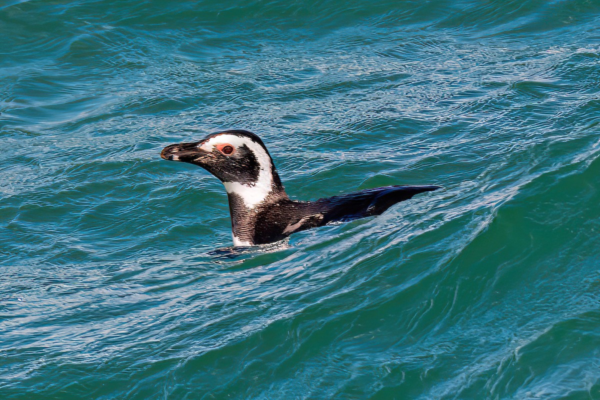 Magellanic Penguin - ML611243971