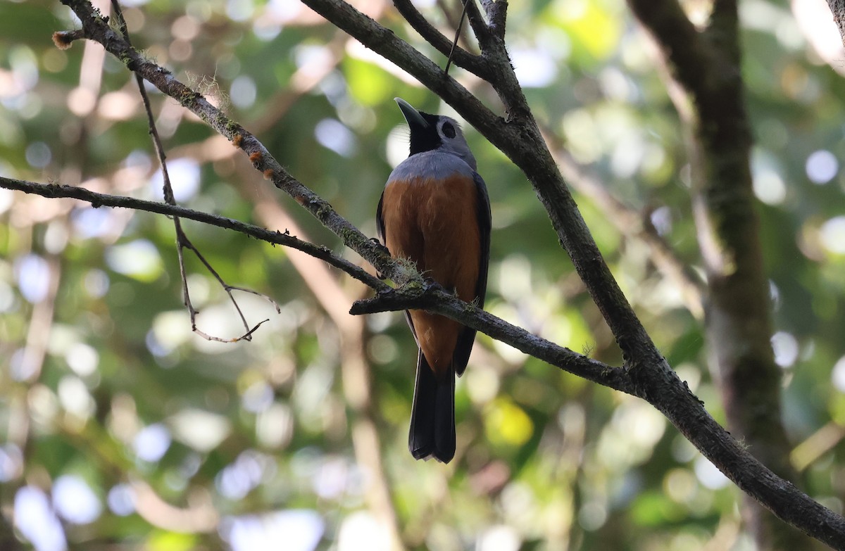 Black-faced Monarch - ML611244008