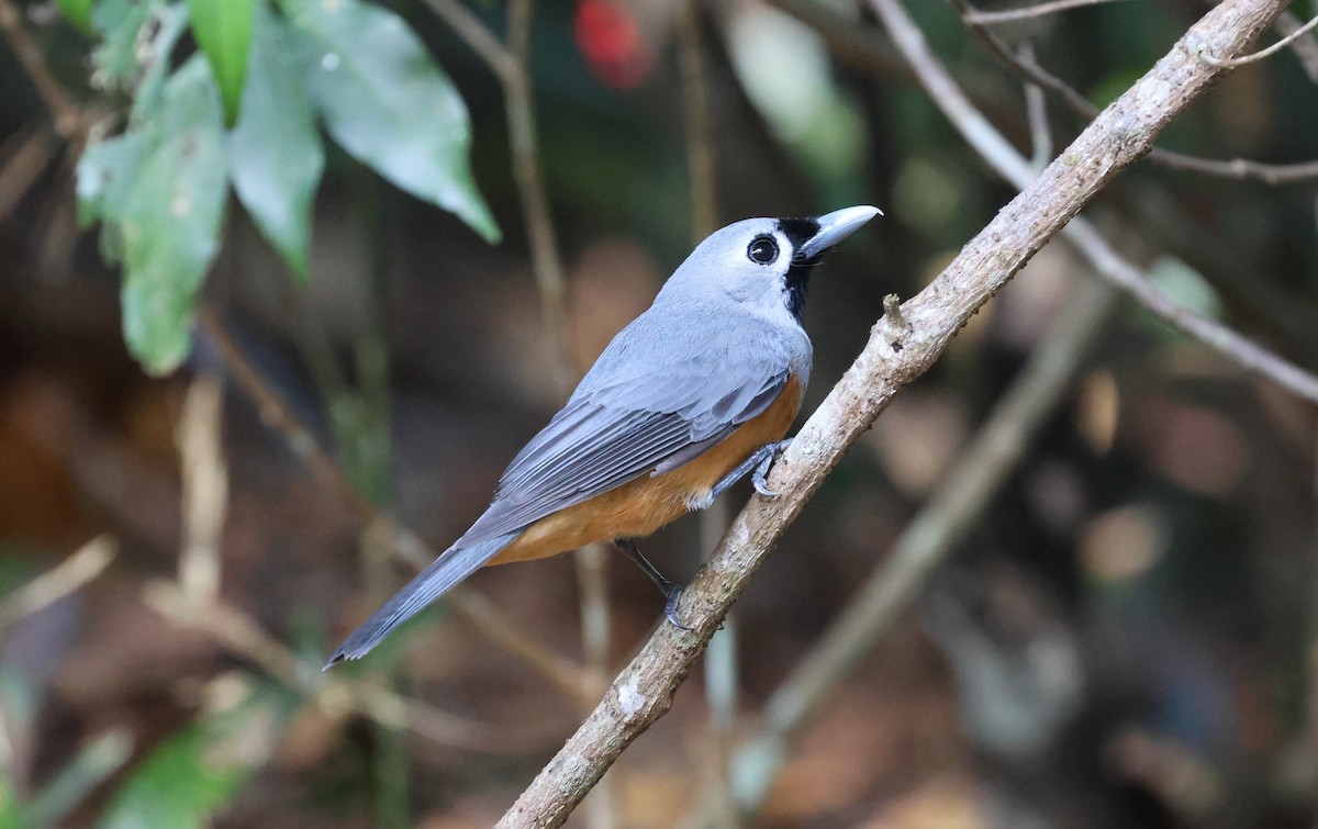 Black-faced Monarch - ML611244018