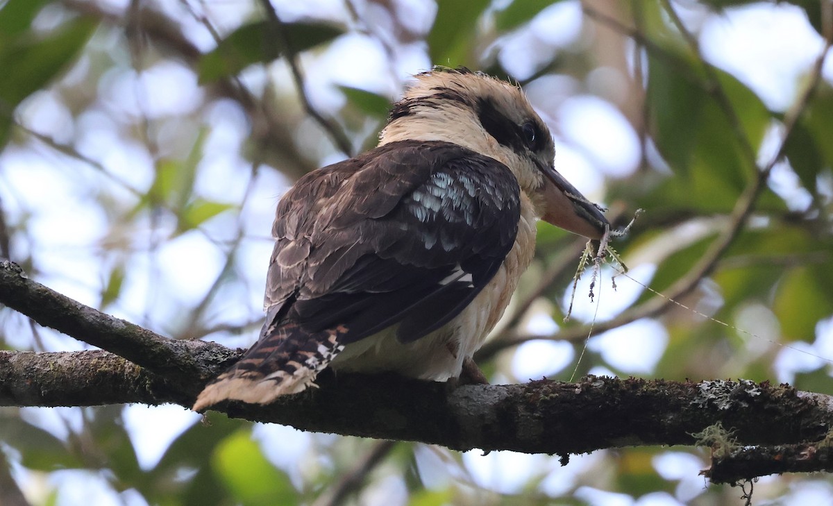 Laughing Kookaburra - ML611244035