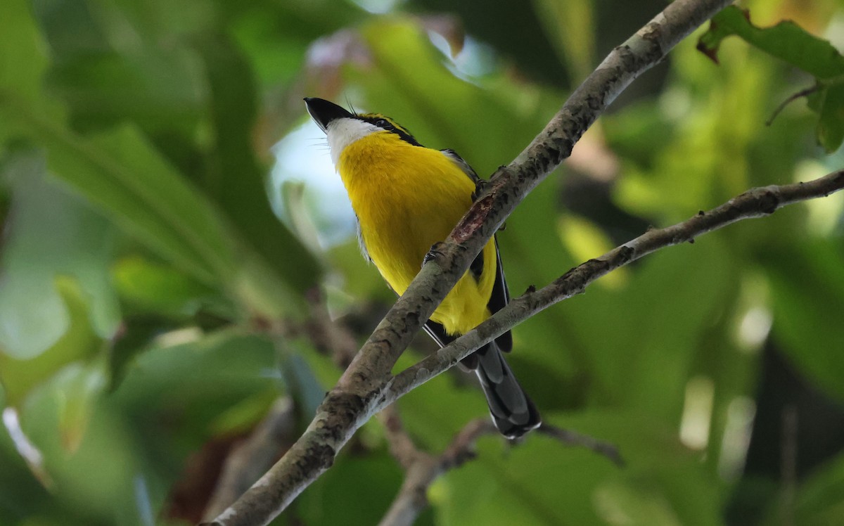 Yellow-breasted Boatbill - ML611244042