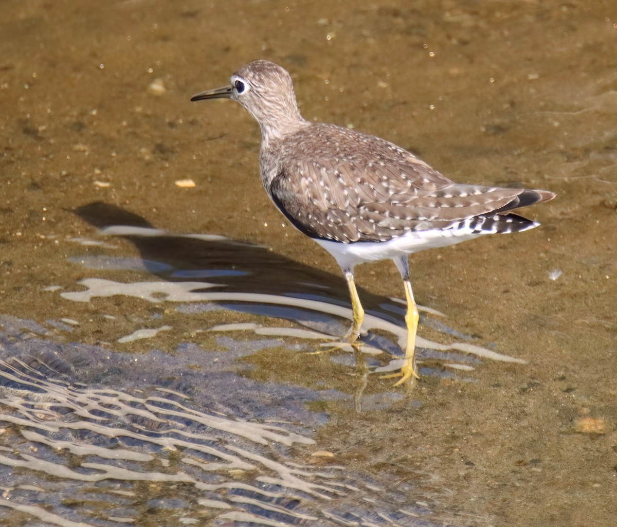 Solitary Sandpiper - Sally Veach