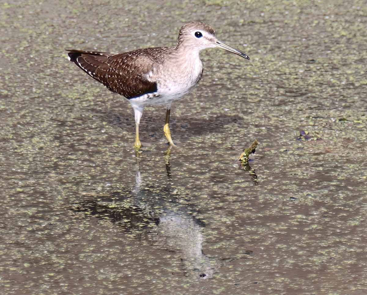 Solitary Sandpiper - Sally Veach