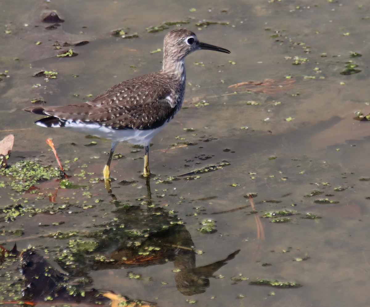 Solitary Sandpiper - Sally Veach