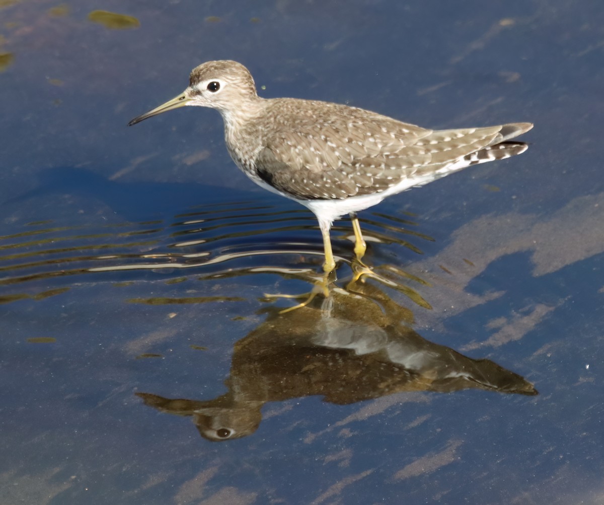 Solitary Sandpiper - Sally Veach