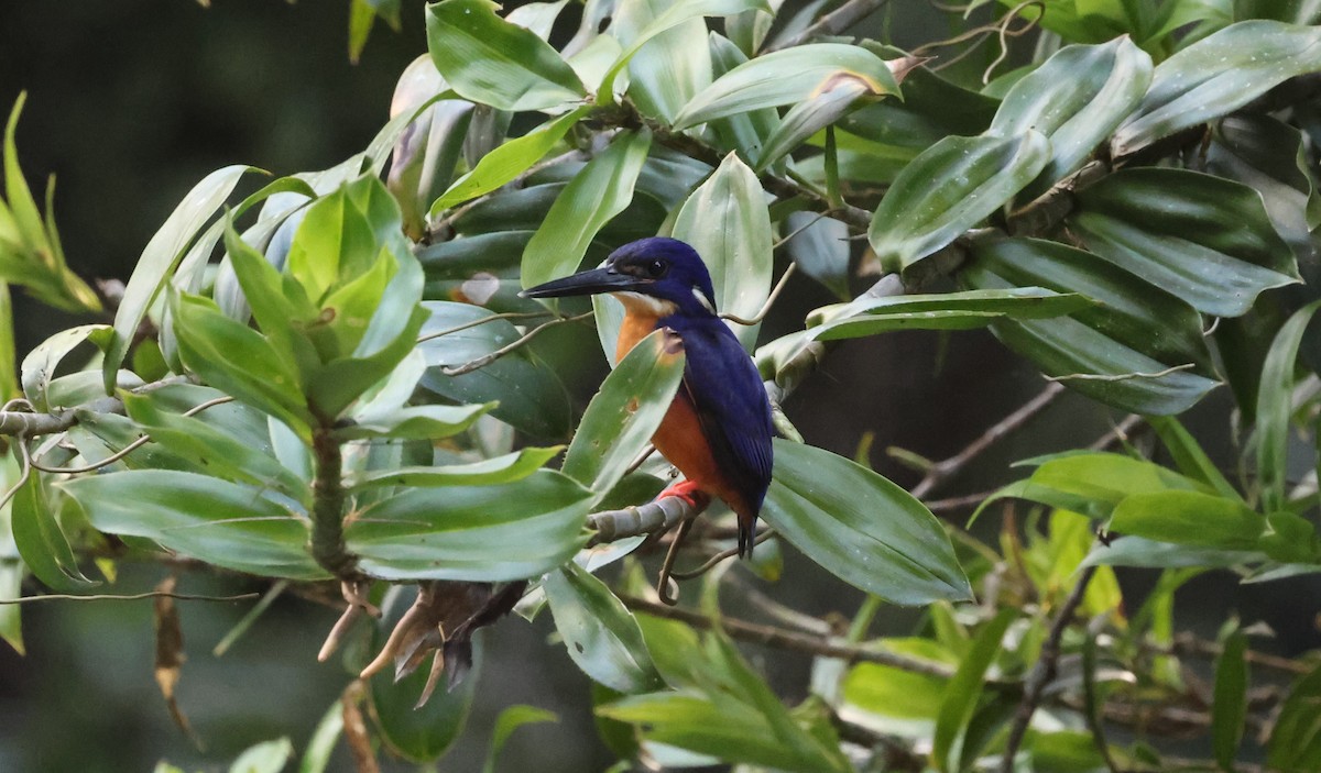 Azure Kingfisher - ML611244153