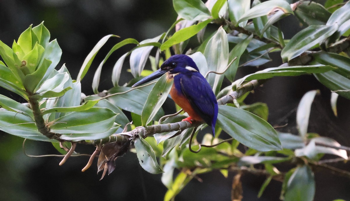 Azure Kingfisher - ML611244162