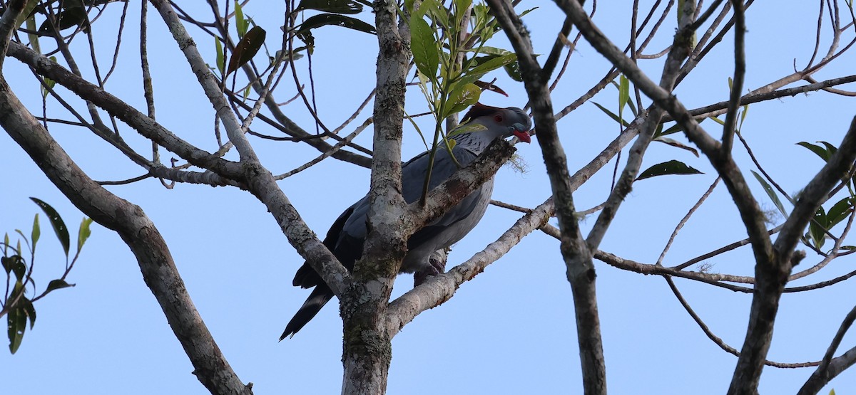 Topknot Pigeon - ML611244193