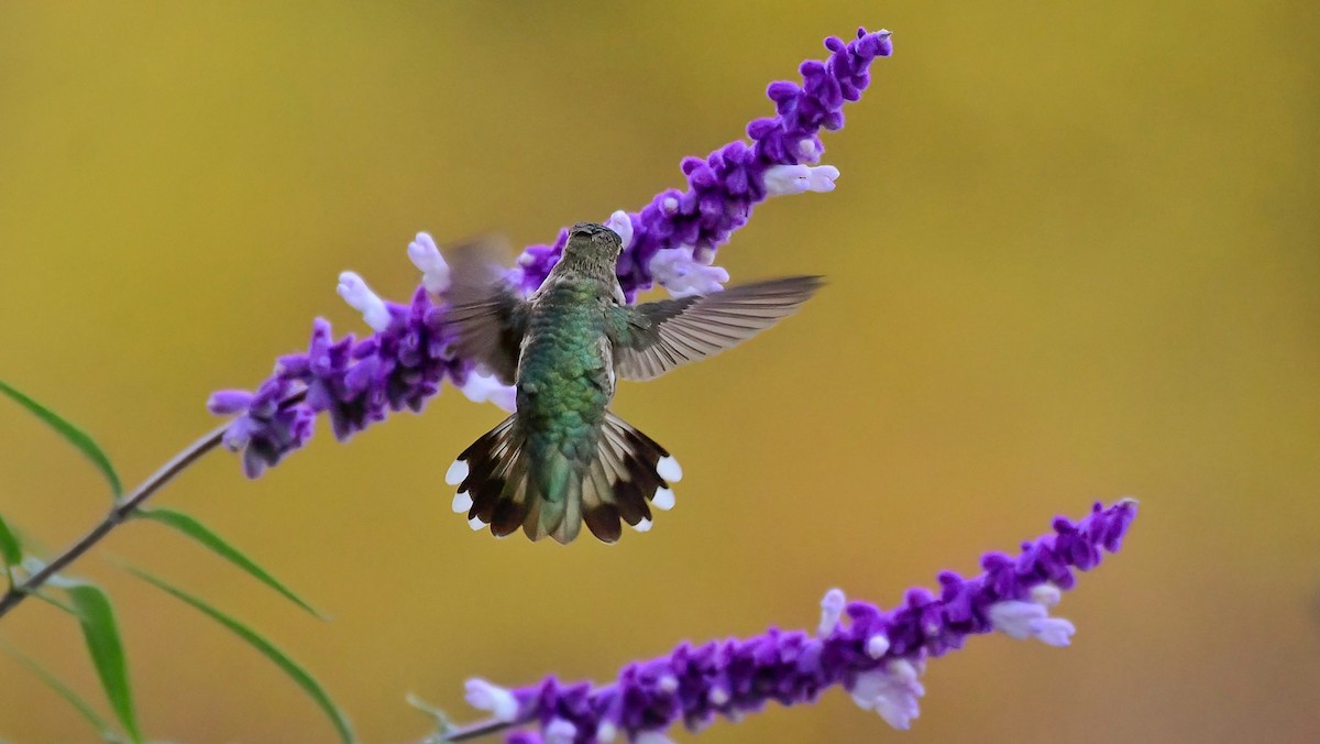 Colibri à gorge noire - ML611244284