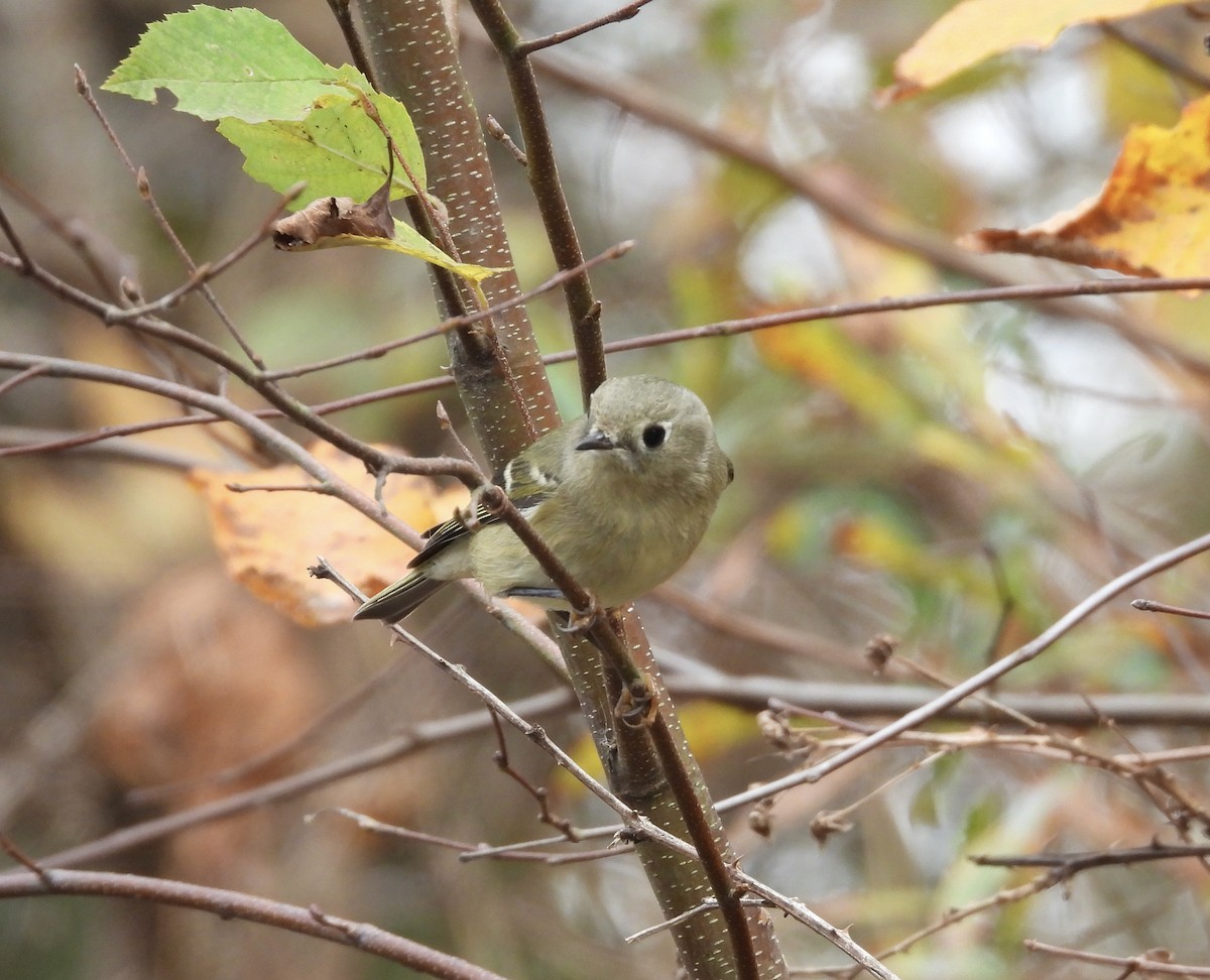 Ruby-crowned Kinglet - ML611244377
