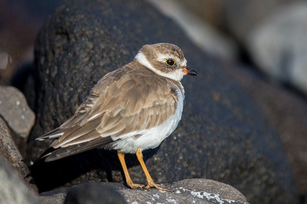 Semipalmated Plover - ML611244382