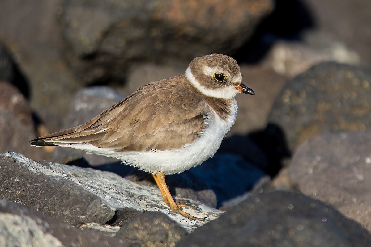 Semipalmated Plover - ML611244383